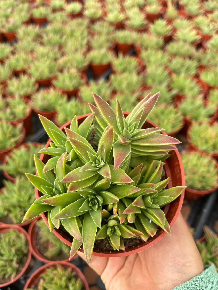 shark tooth succulent Crassula Capitella Succulent 4'' Pot Live Plant – Dose of Succulents