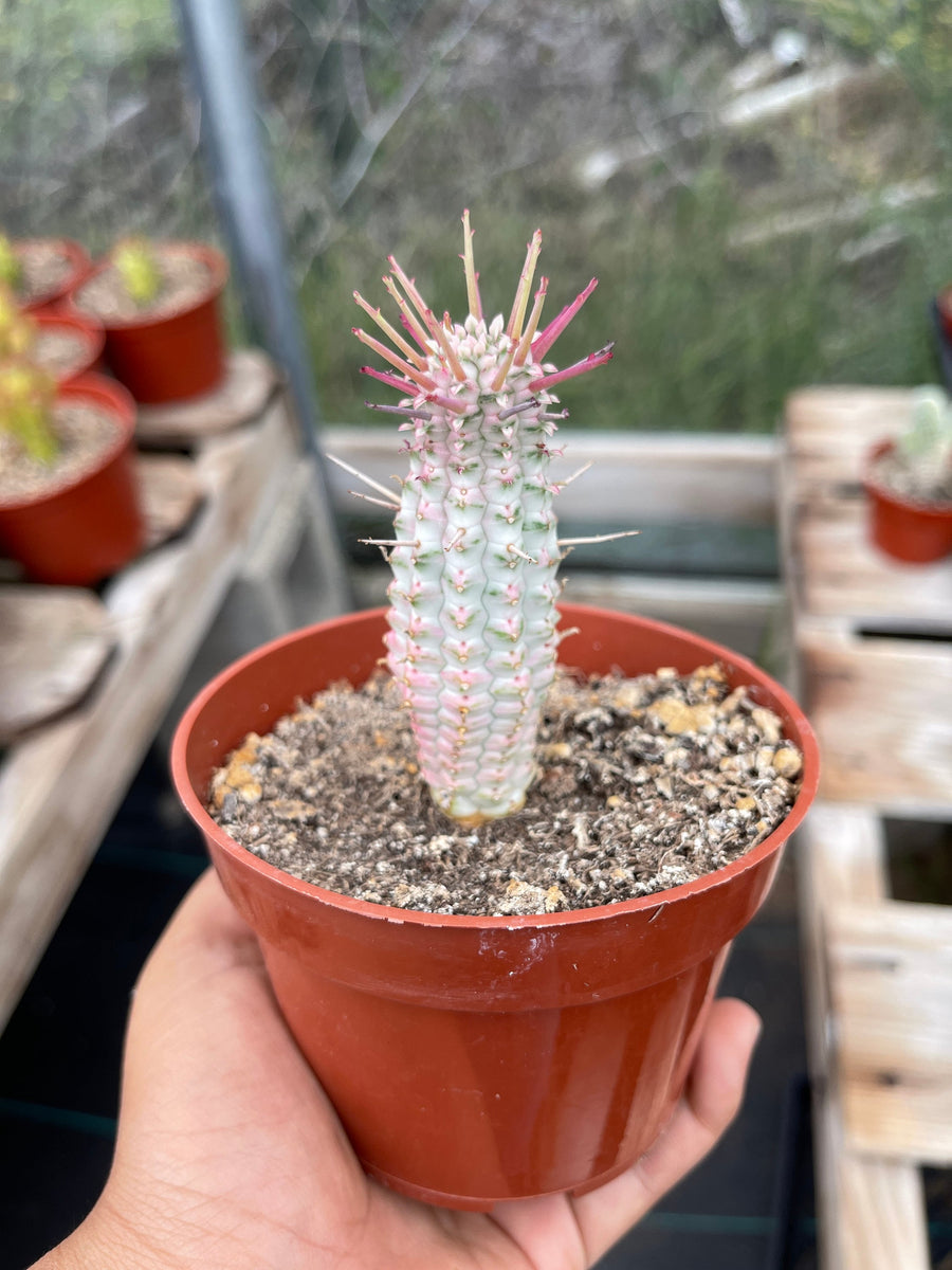 indian corn cob succulent Variegated Corn Cob Succulent Euphorbia Mammillaris variegata 4'' Pot