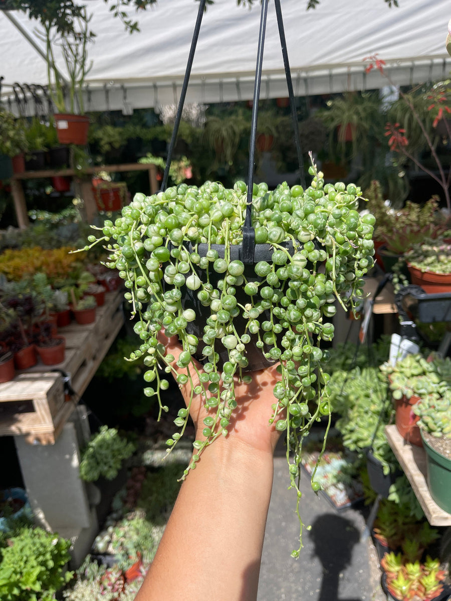 Variegated String of Pearls Succulent 6'' Pot – Dose of Succulents
