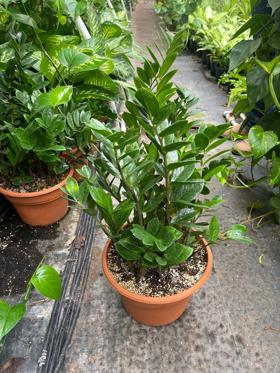 ZZ Plant Live plant Great for LOW LIGHT -8’’ pot