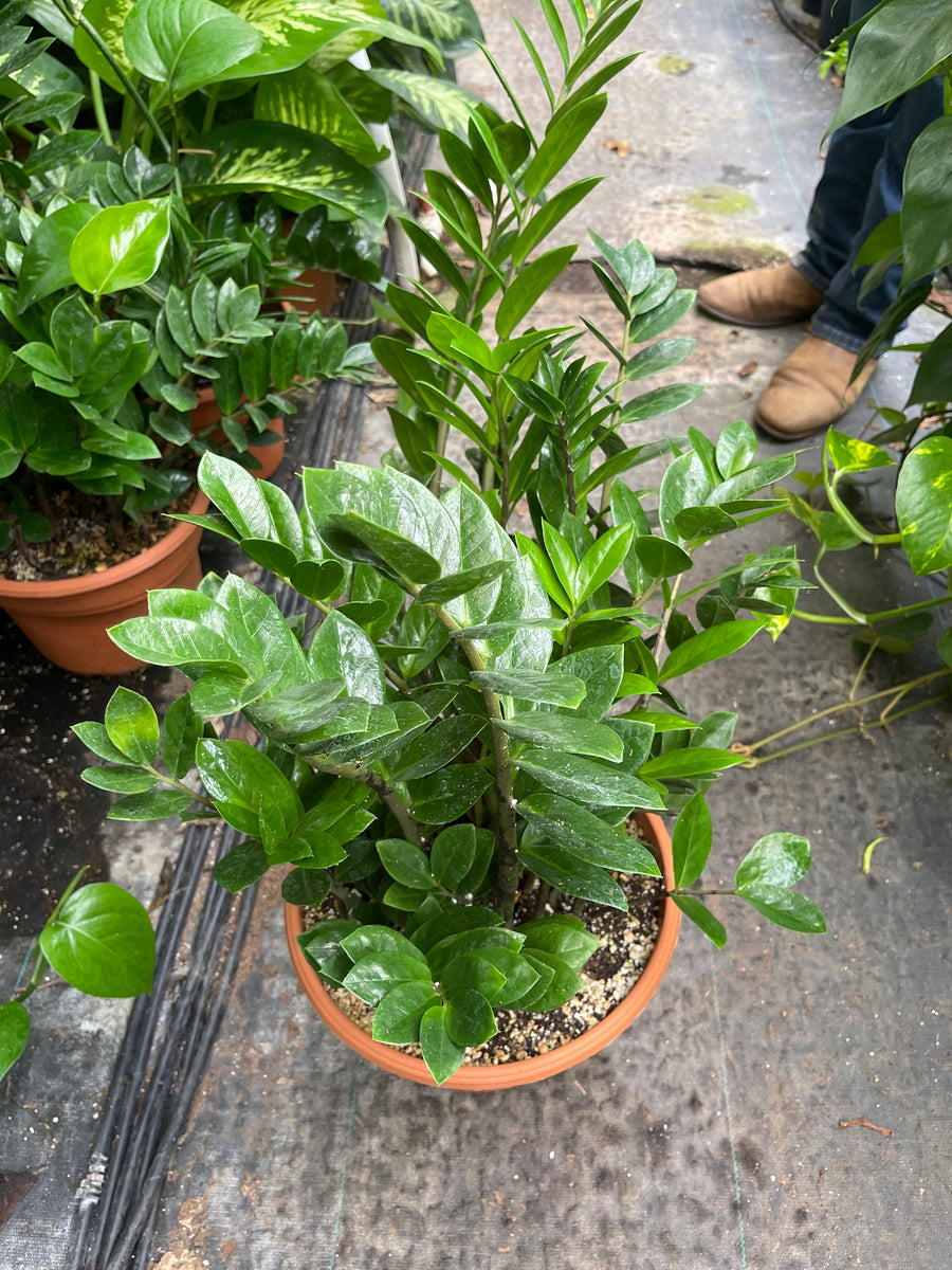 are zz plants succulents ZZ Plant Live plant Great for LOW LIGHT -8'' pot – Dose of Succulents