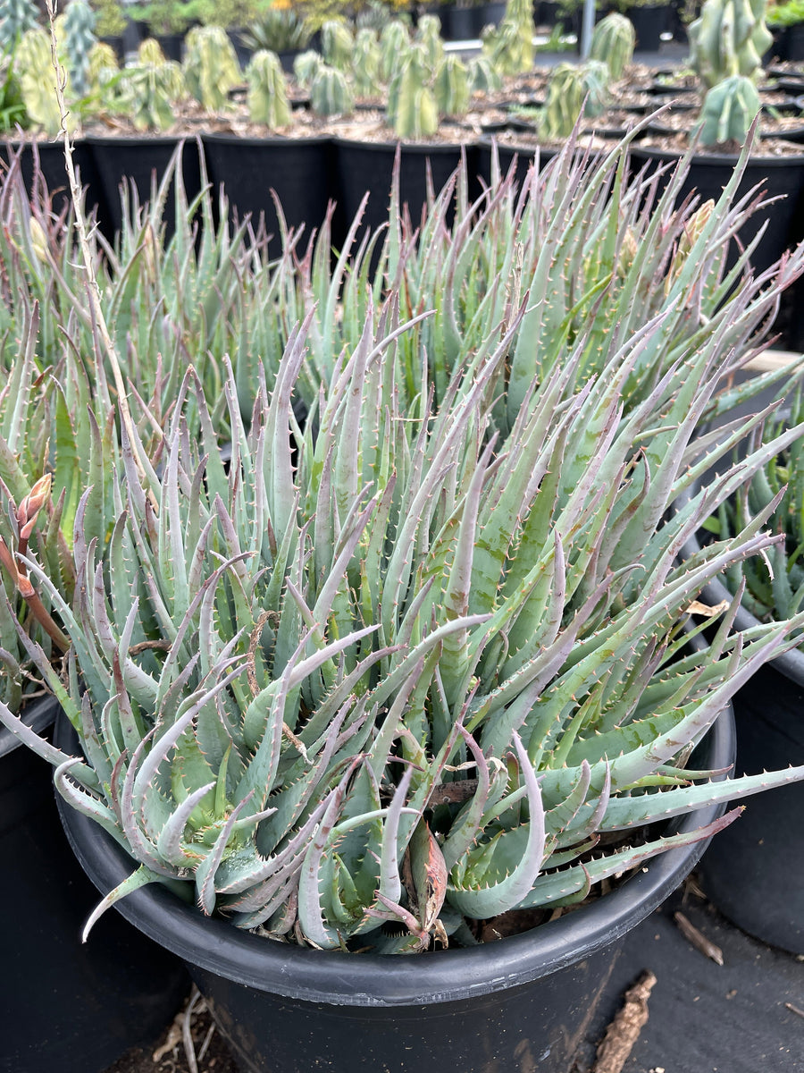 blue aloe succulent Aloe Blue Elf Succulent