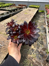 Load image into Gallery viewer, Aeonium Black rose plant succulent dark purple plant perennial