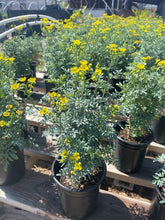 Load image into Gallery viewer, Rue Plant Blooming Yellow Flower Dose of Succulents
