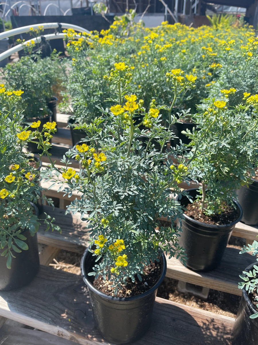Rue Herb Common Rue Ruta Graveolens 1 gal Pot Live Plant