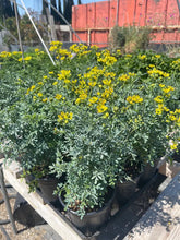 Load image into Gallery viewer, 1gal Rue Herb Common Rue Ruta Graveolens