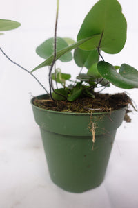 Hemionitis Arifolia - Heart Fern 4'' Pot