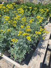 Load image into Gallery viewer, Blooms plant rue blue plant 1gallon pot small herb Dose of Succulents 1 gal