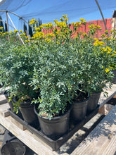 Load image into Gallery viewer, Rue plant Herb Ruta Graveloens live plant for sale Dose of Succulents