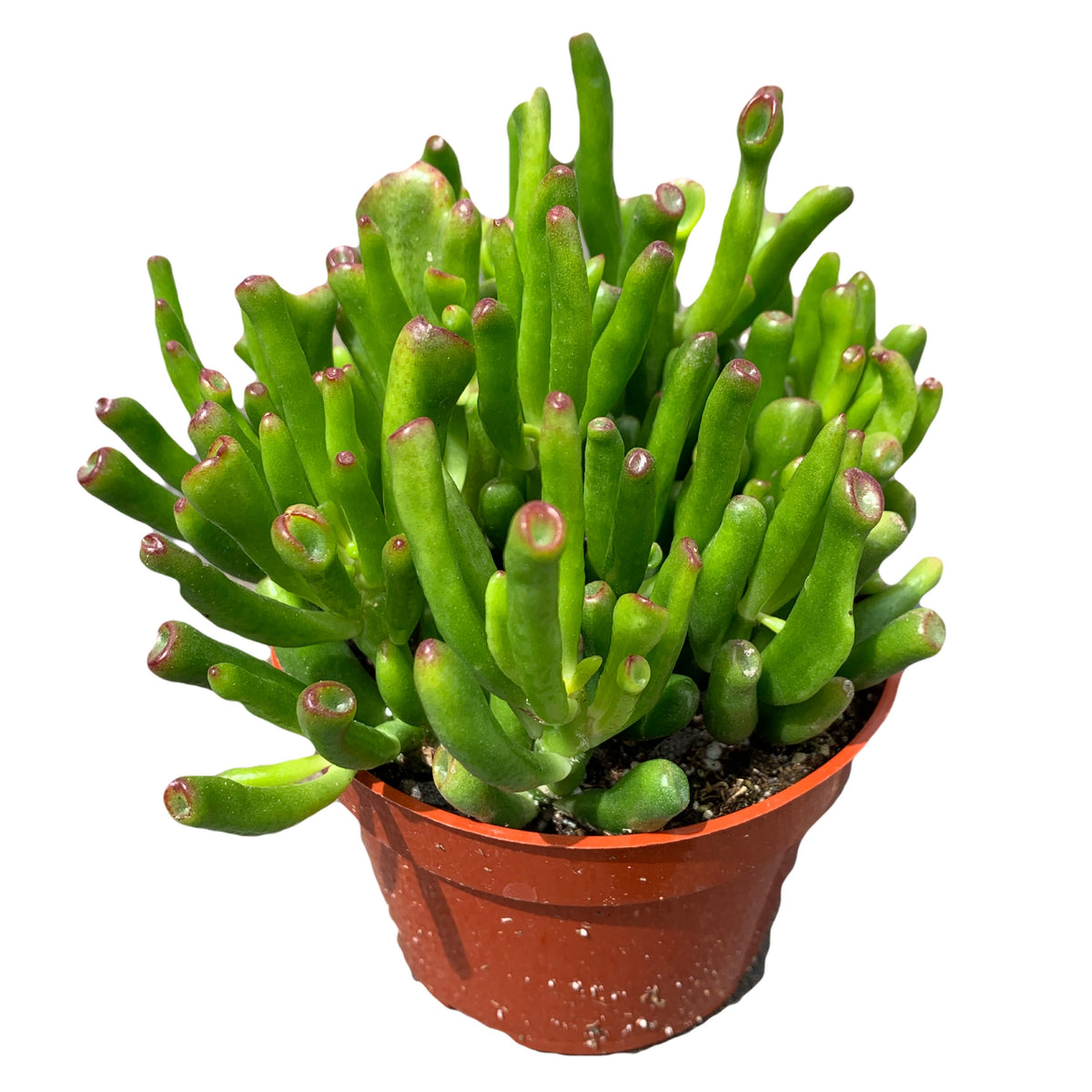 jade plant crassula ovata gollum Crassula Ovata Jade Gollum