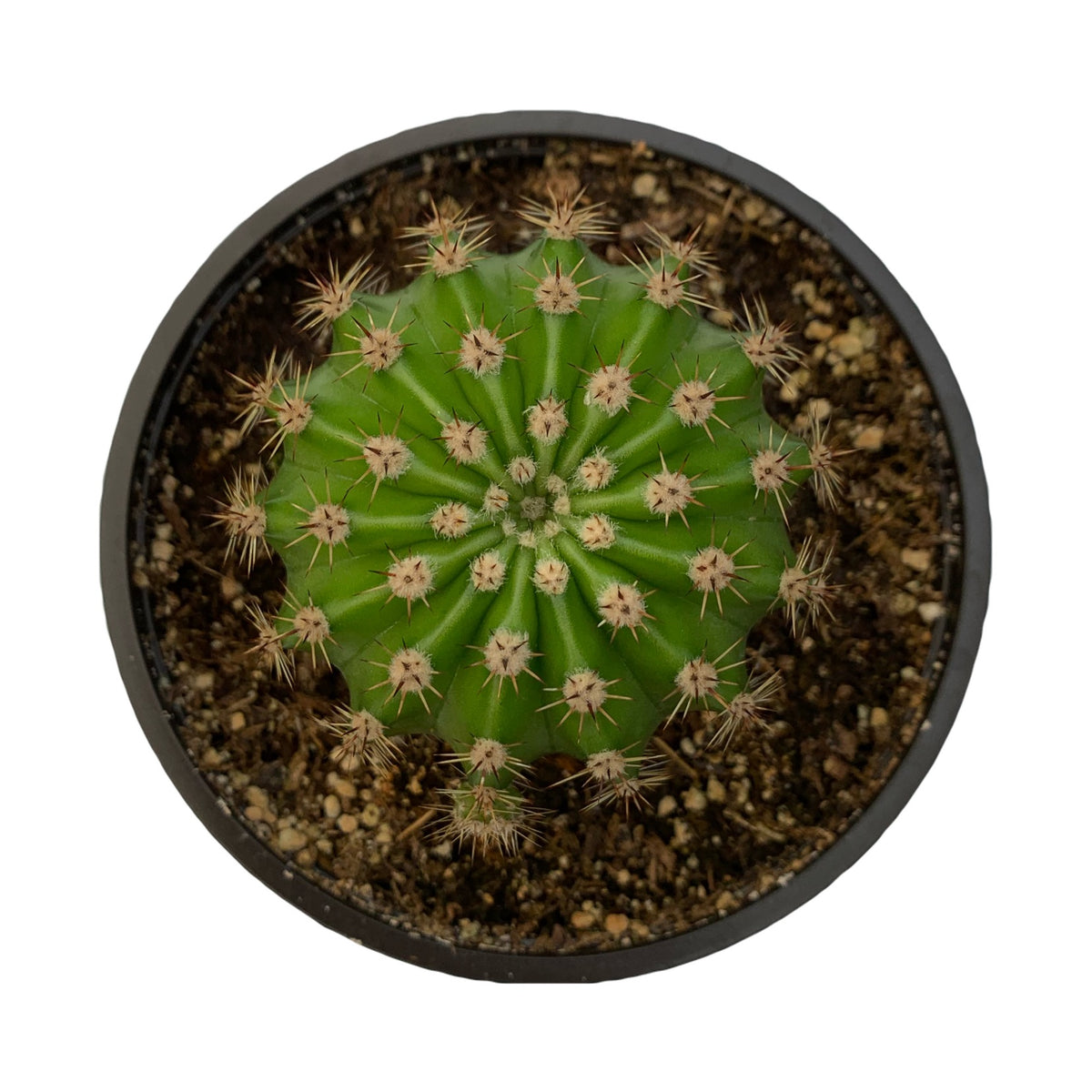 Echinopsis Oygona Easter Lily Cactus