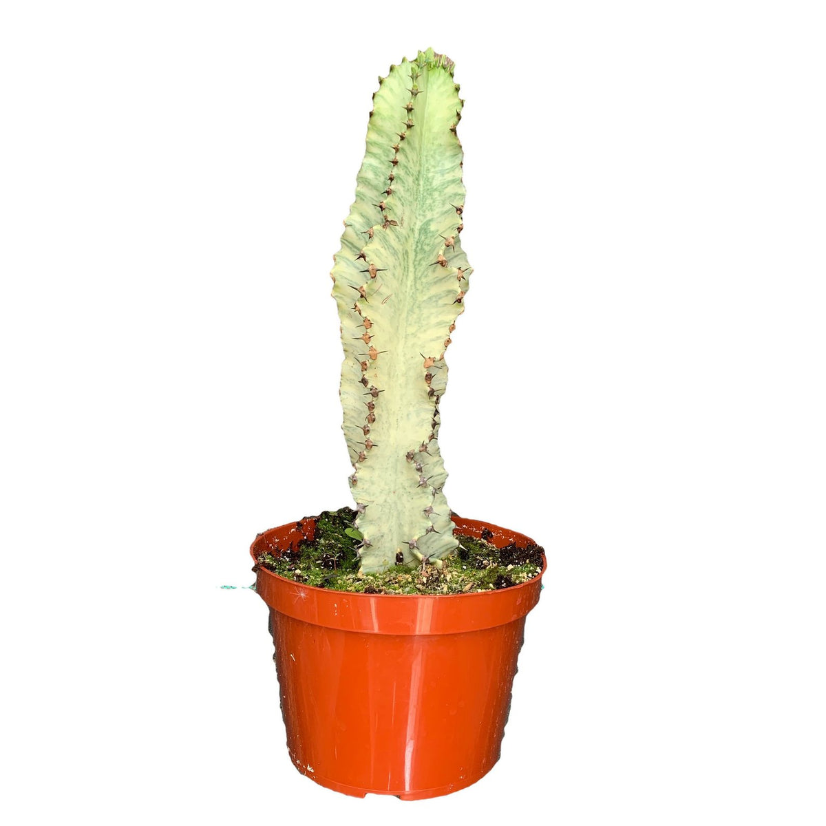 Euphorbia Ammak – Dose of Succulents