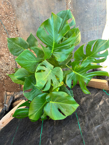 Monstera Deliciosa Large plant