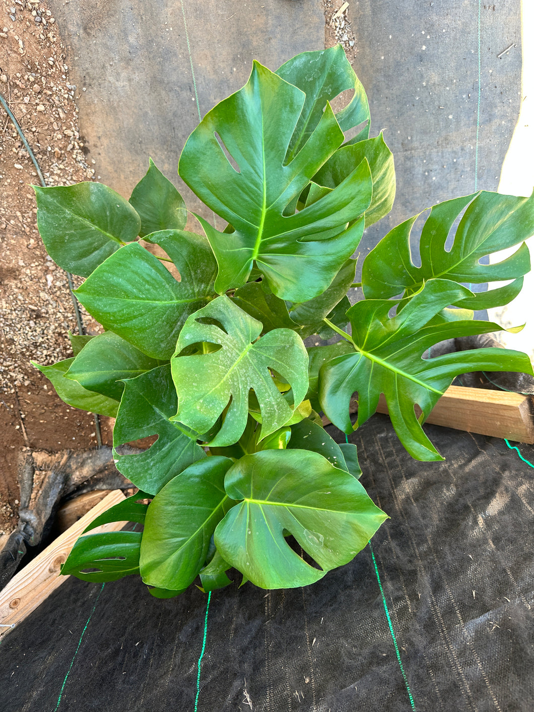 monstera deliciosa full grown Monstera Deliciosa Large plant – Dose of Succulents
