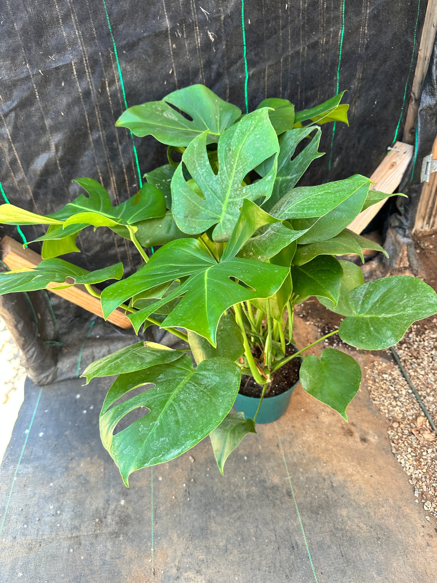 monstera deliciosa giant Monstera Deliciosa Large plant – Dose of Succulents