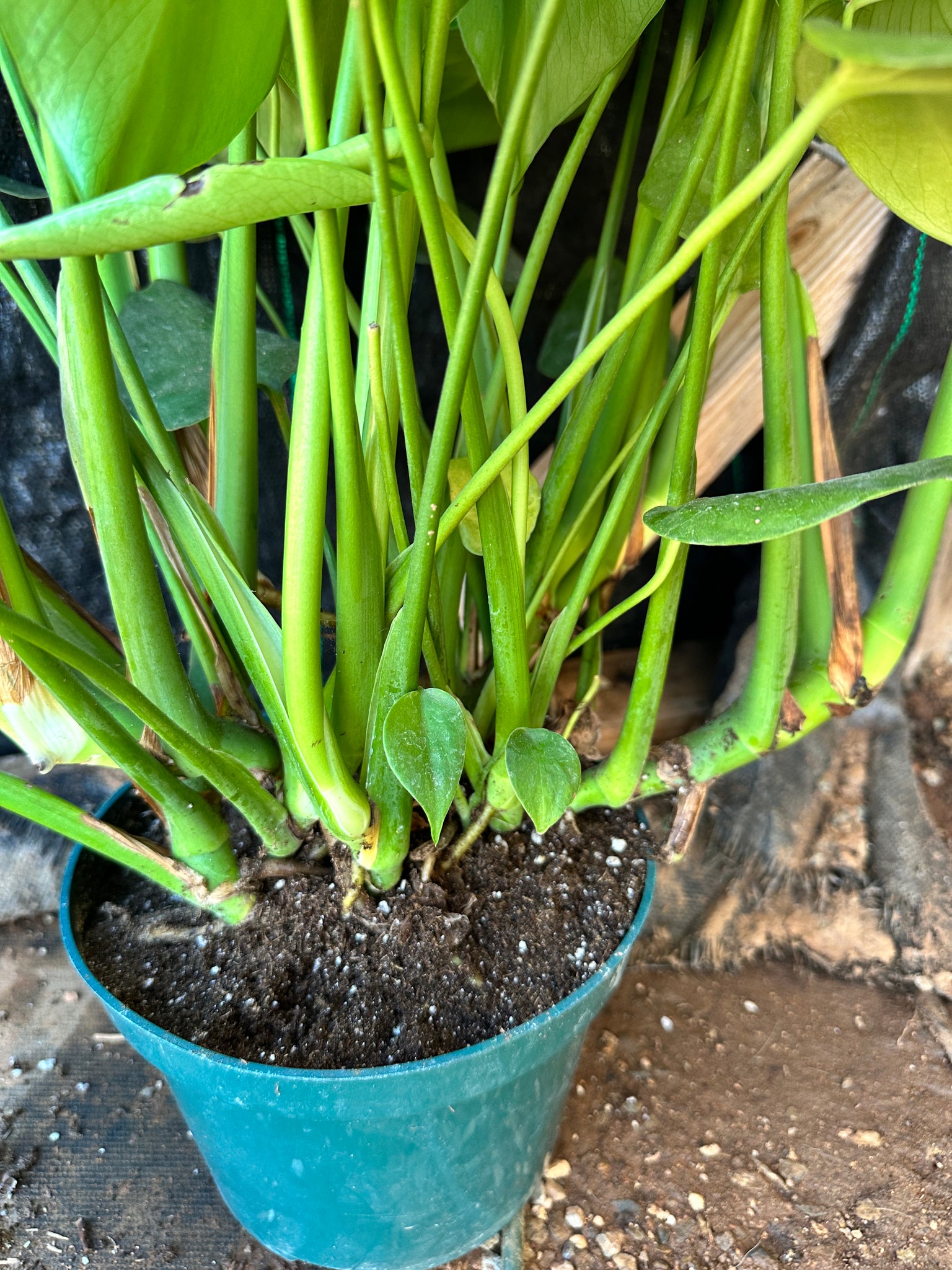 large plant pot for monstera Monstera Deliciosa Large plant – Dose of Succulents