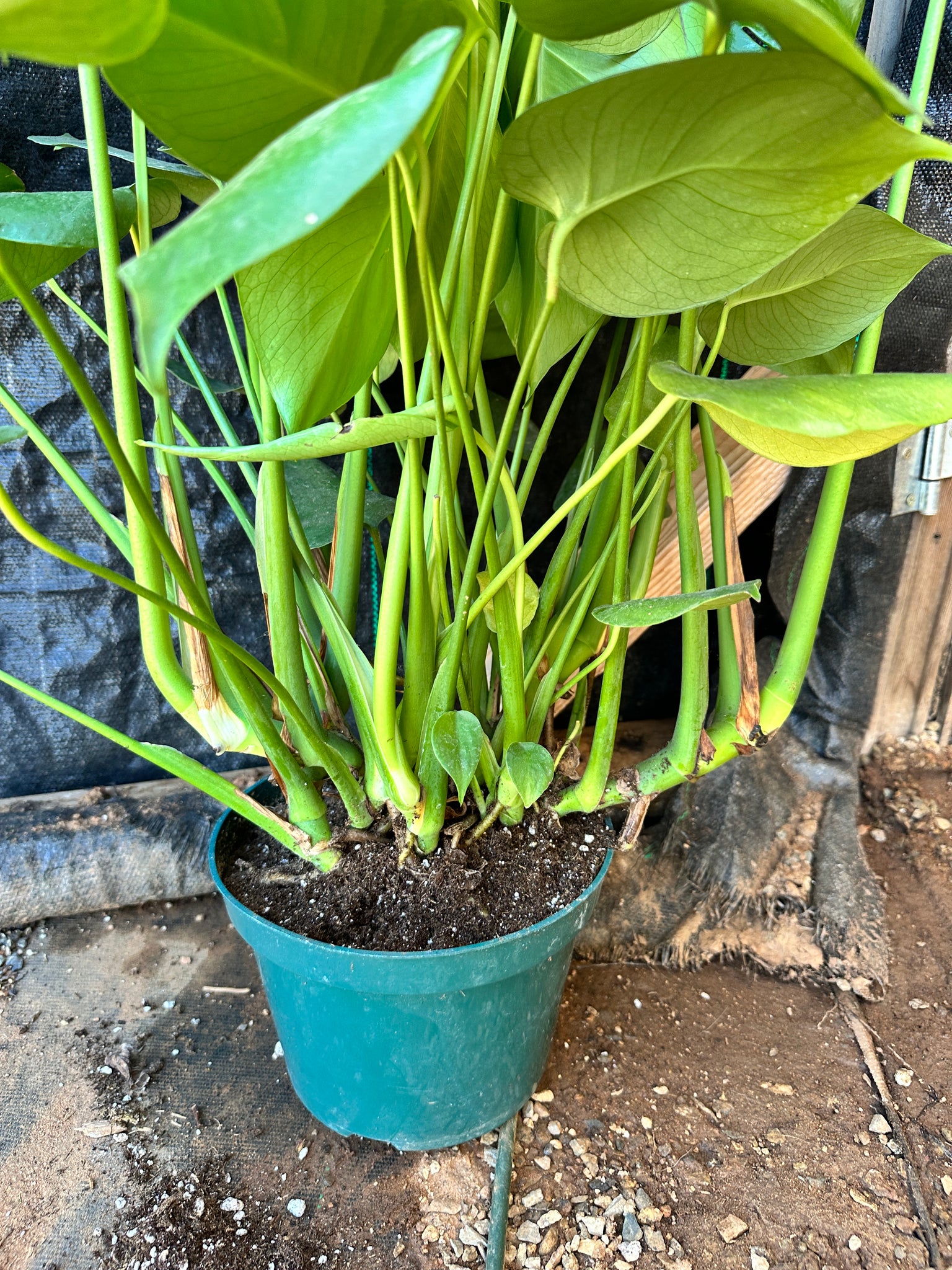 large monstera deliciosa indoors Monstera Deliciosa Large plant – Dose of Succulents