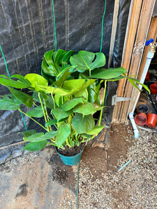 Monstera Deliciosa Large plant