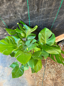 Monstera Deliciosa Large plant