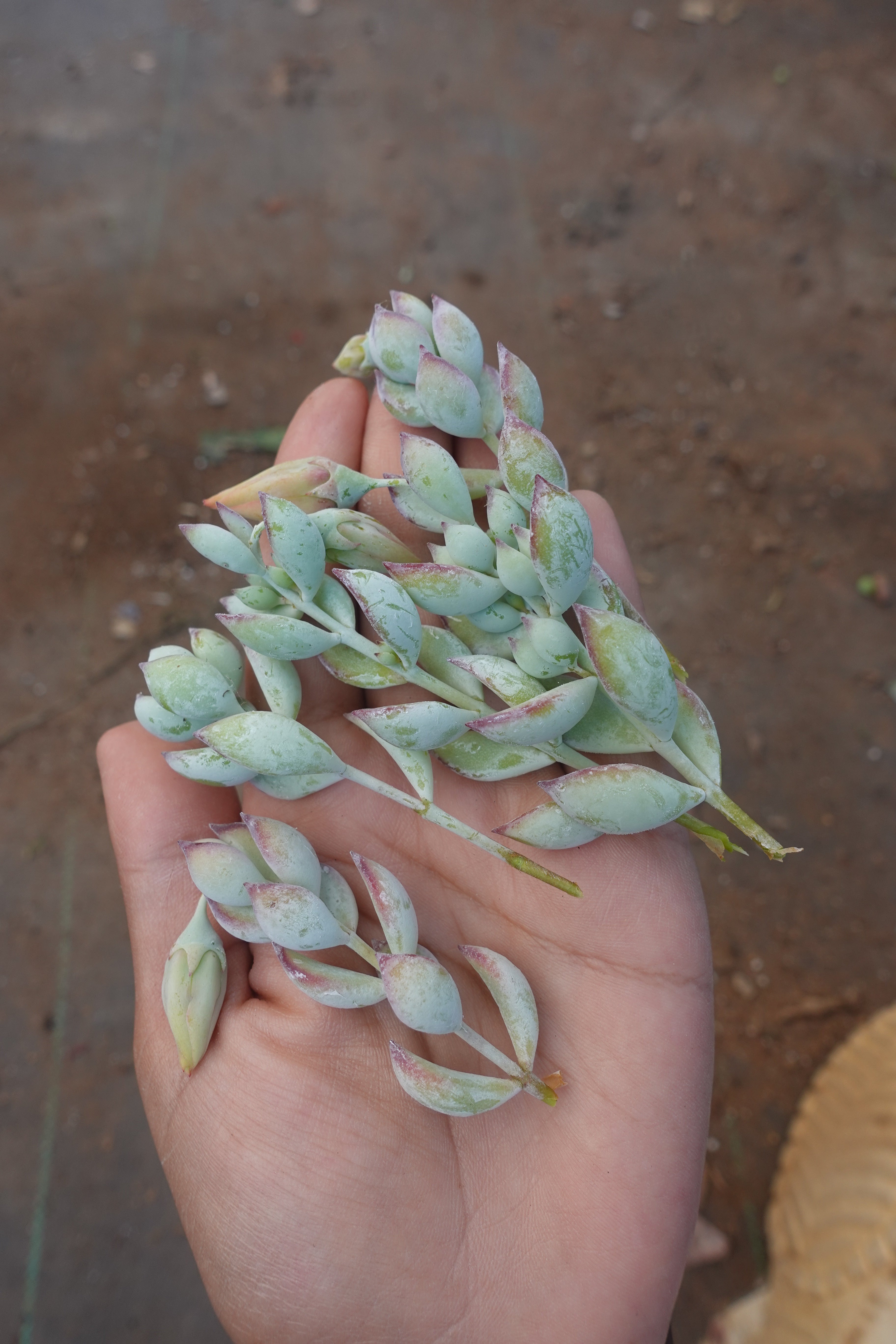 cliffhanger succulent Cotyledon Pendens Cliff Hanger Succulent 5 Cuttings