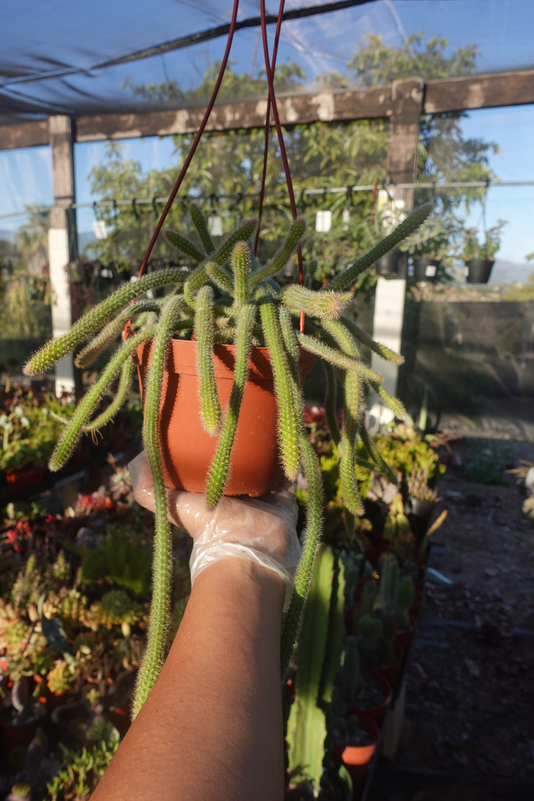 Rat tail Cactus Aporocactus flagelliformis 6” pot