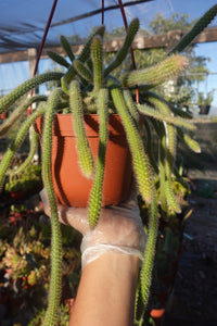 Rat tail Cactus Aporocactus flagelliformis 6” pot