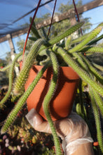 Load image into Gallery viewer, Rat tail Cactus Aporocactus flagelliformis 6” pot