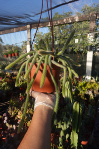 Rat tail Cactus Aporocactus flagelliformis 6” pot