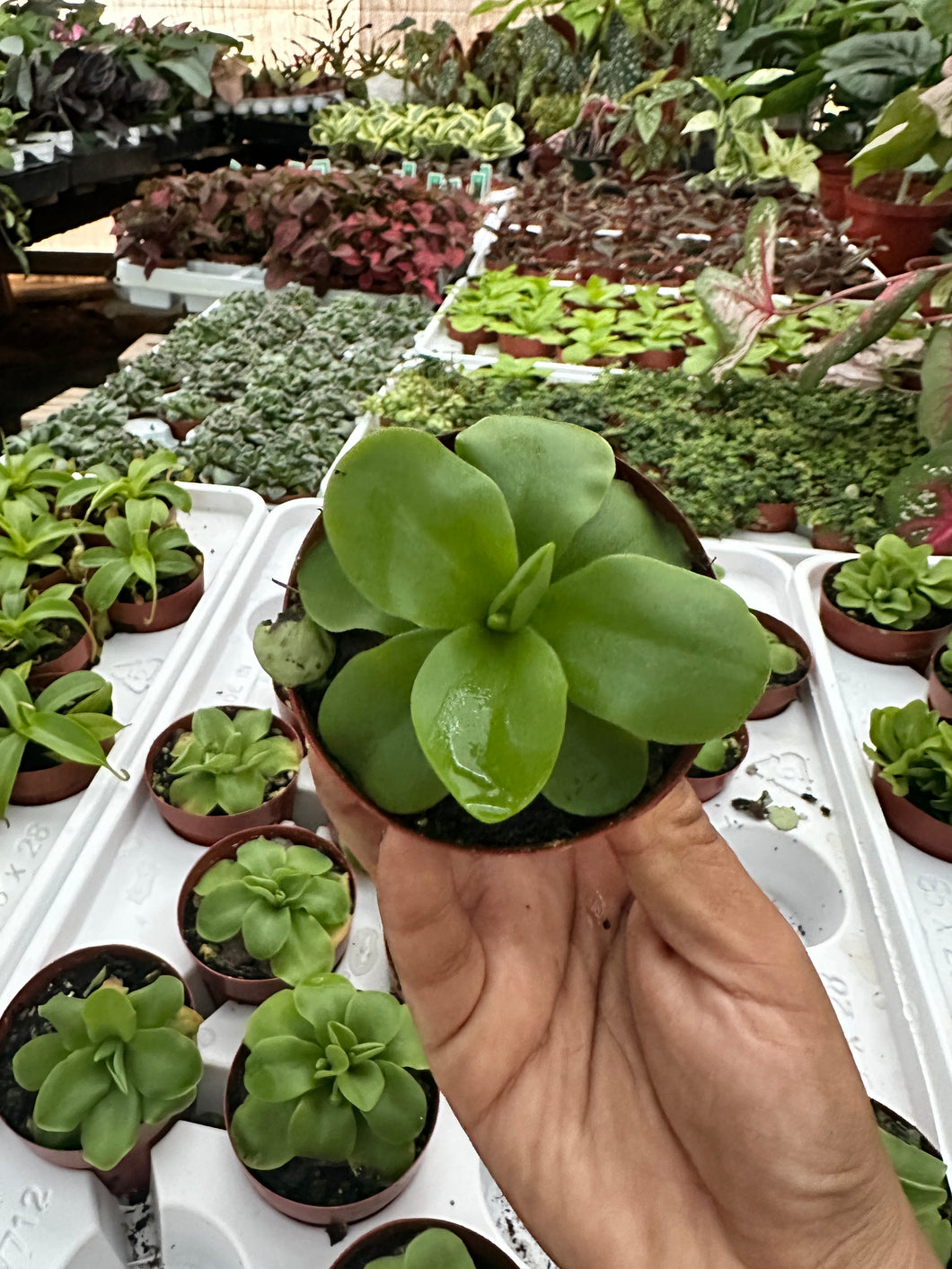 Butterwort Carnivorous plant