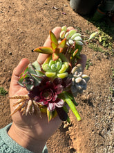 Load image into Gallery viewer, Succulent Cuttings Aeonium Crassula Perforata Sedum Ghost Succulent Cotyledon Pendens 