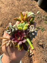 Load image into Gallery viewer, Succulent Cuttings Aeonium Crassula Perforata Sedum Ghost Succulent Cotyledon Pendens 