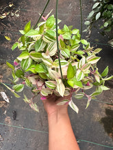 Load image into Gallery viewer, Tradescantia Rainbow Tricolor Pink White Green 