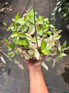 Tradescantia Rainbow Tricolor Pink White Green 