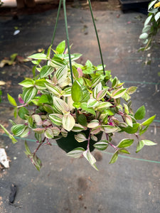 Tradescantia Rainbow Tricolor Pink White Green 