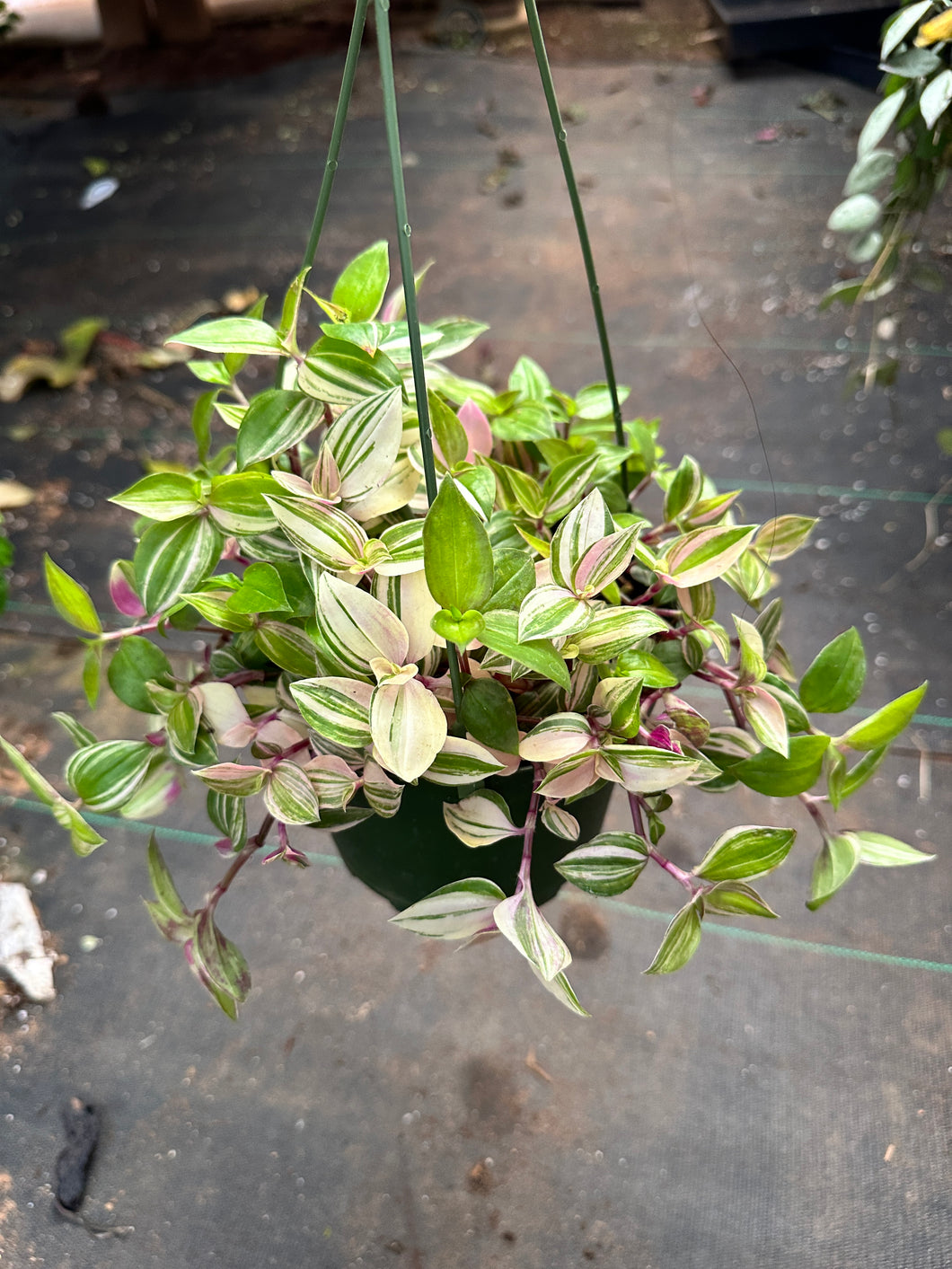 Tradescantia Rainbow Tricolor Pink White Green 