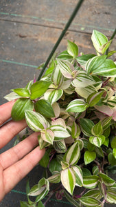 Tradescantia Rainbow Tricolor Pink White Green 