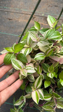 Load image into Gallery viewer, Tradescantia Rainbow Tricolor Pink White Green 