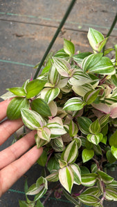 Tradescantia Rainbow Tricolor Pink White Green 