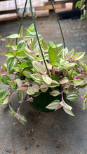 Load image into Gallery viewer, Tradescantia Rainbow Tricolor Pink White Green 