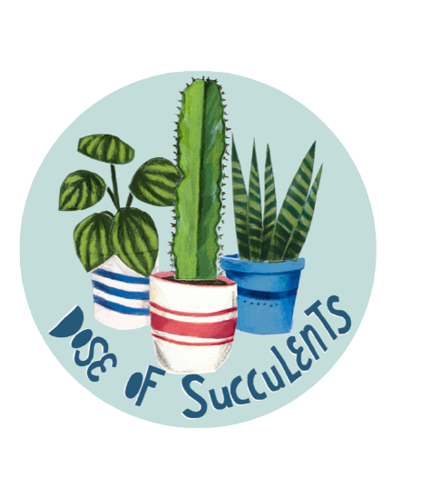 Succulents , Cacti ,Indoor Plants ,Herbs, Perennial Plants BUY ONLINE  Dose  of Succulents