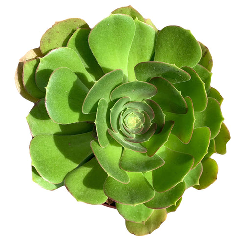 Aeonium Urbicum  green succulent salad bowl for sale succulents