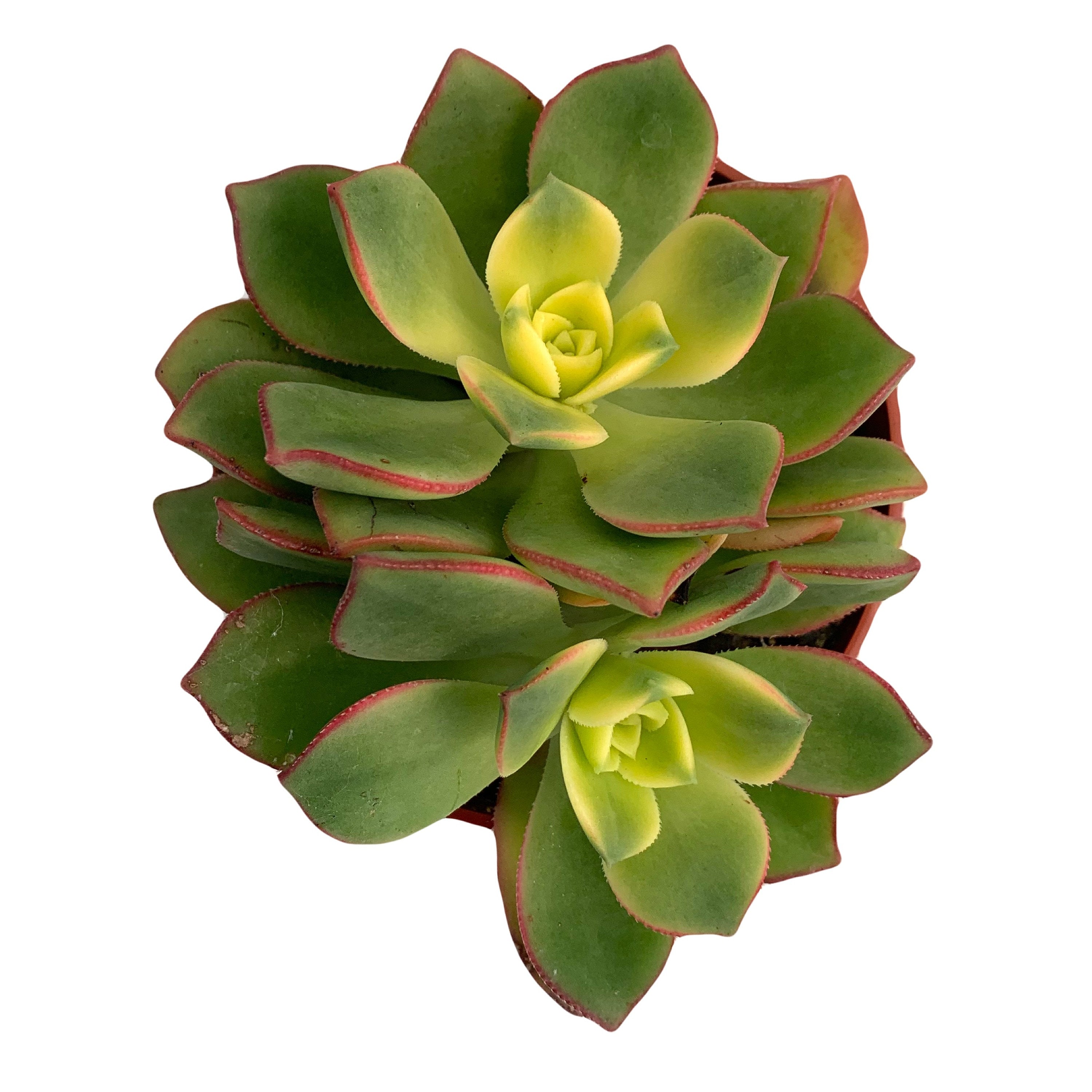 Aeonium Kiwi Rare Succulent Aeonium Haworthii Rosette Plant 4 inch / Clay Pot by Succulents Box