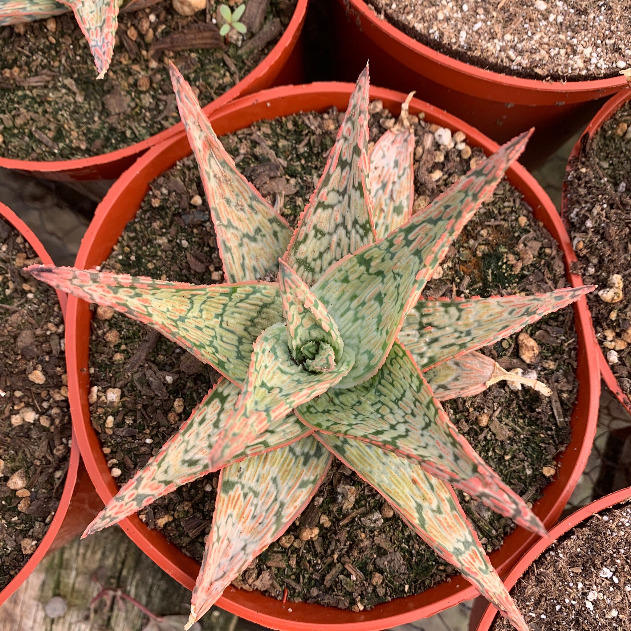 rare aloe vera plants Rare Aloe Hybrid UNIQUE