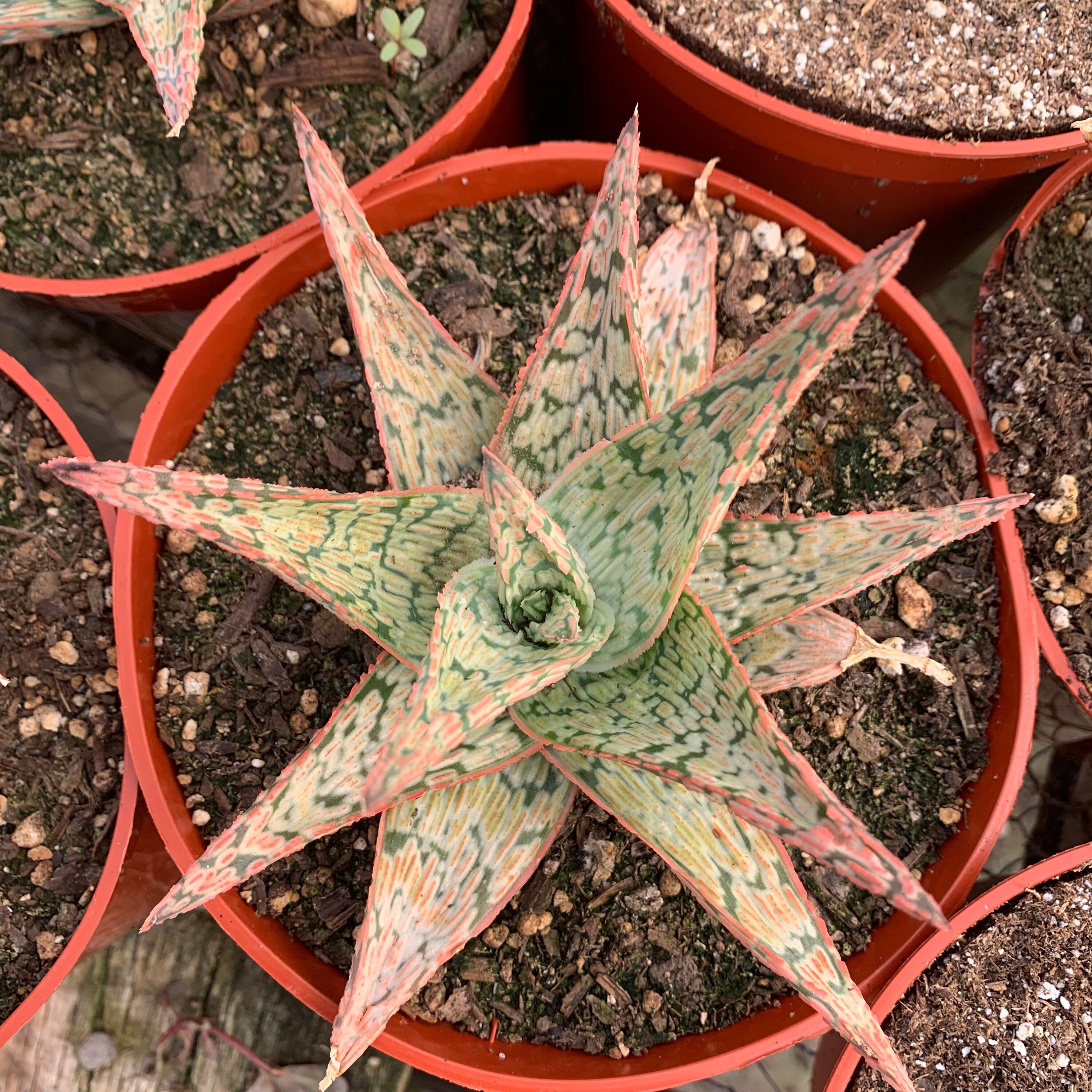 Rare Aloe Hybrid UNIQUE – Dose of Succulents