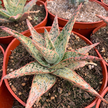 Load image into Gallery viewer, Rare Aloe Hybrid UNIQUE