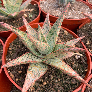 Rare Aloe Hybrid UNIQUE