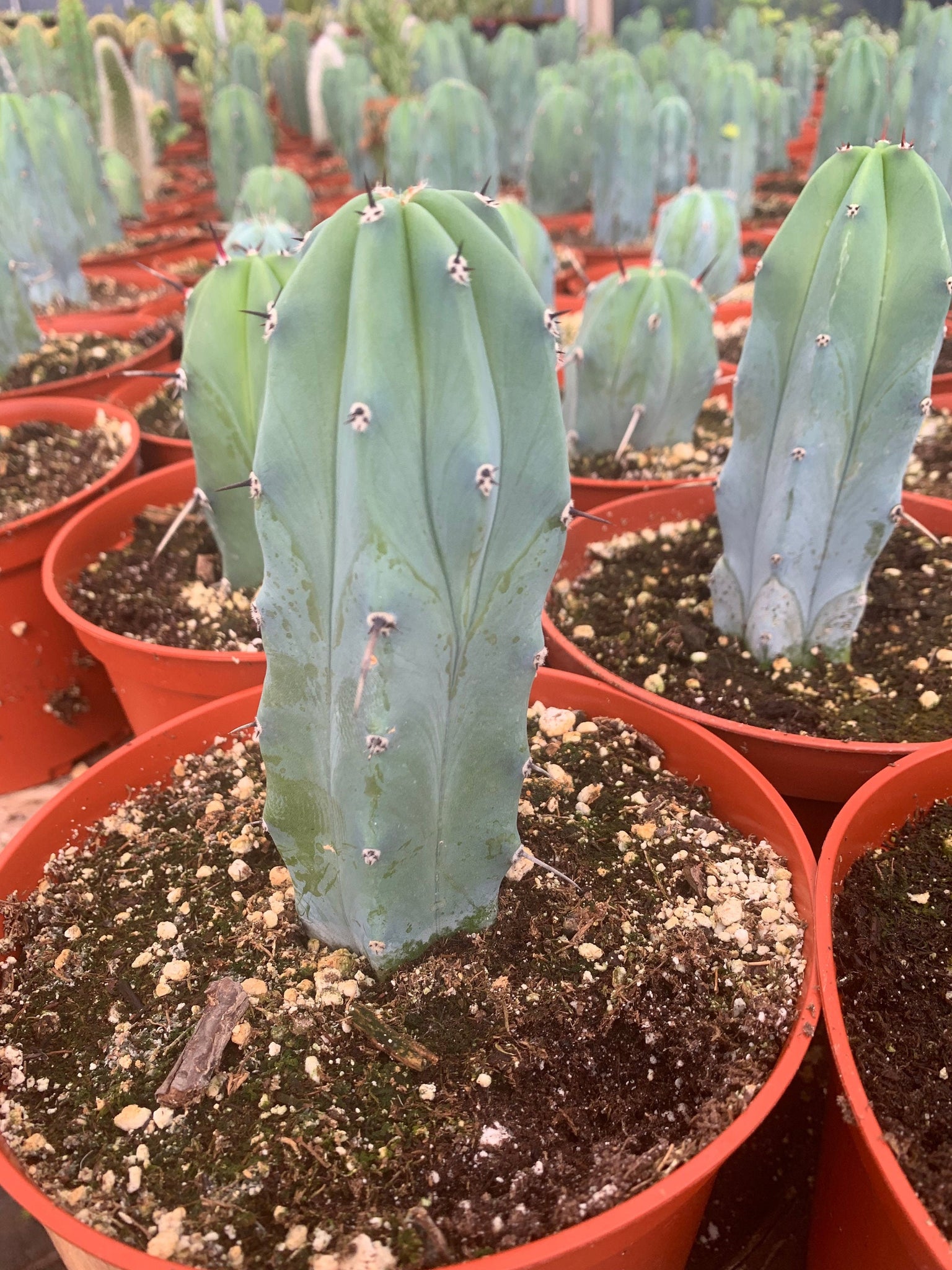 blue candle succulent Myrtillocactus Geometrizans Blue Candle Cactus 6'' bare root – Dose of Succulents