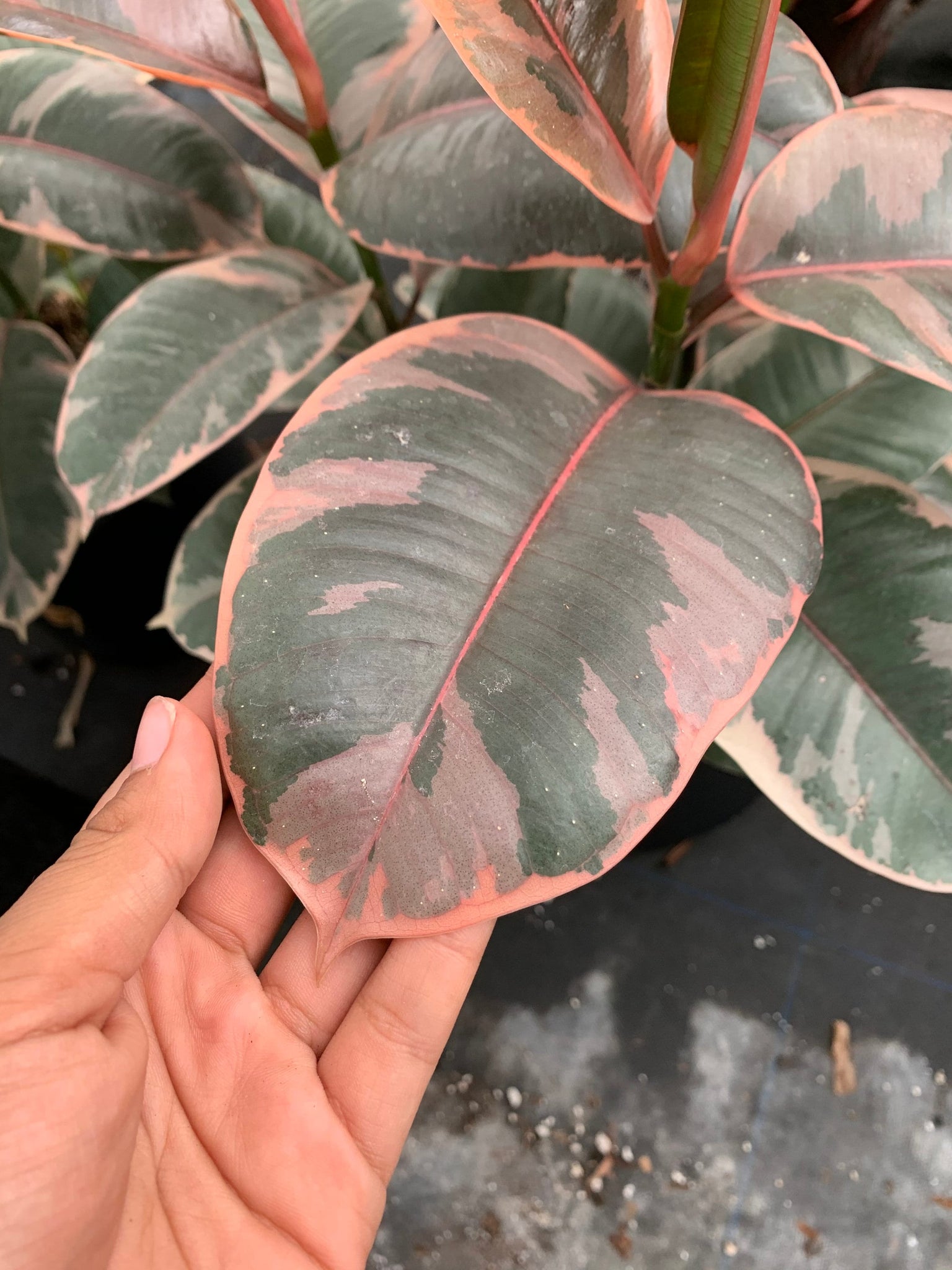 rubber tree plant pink Ficus Ruby Ficus Elastica Pink Rubber Tree LARGE plant BAREROOT – Dose of Succulents