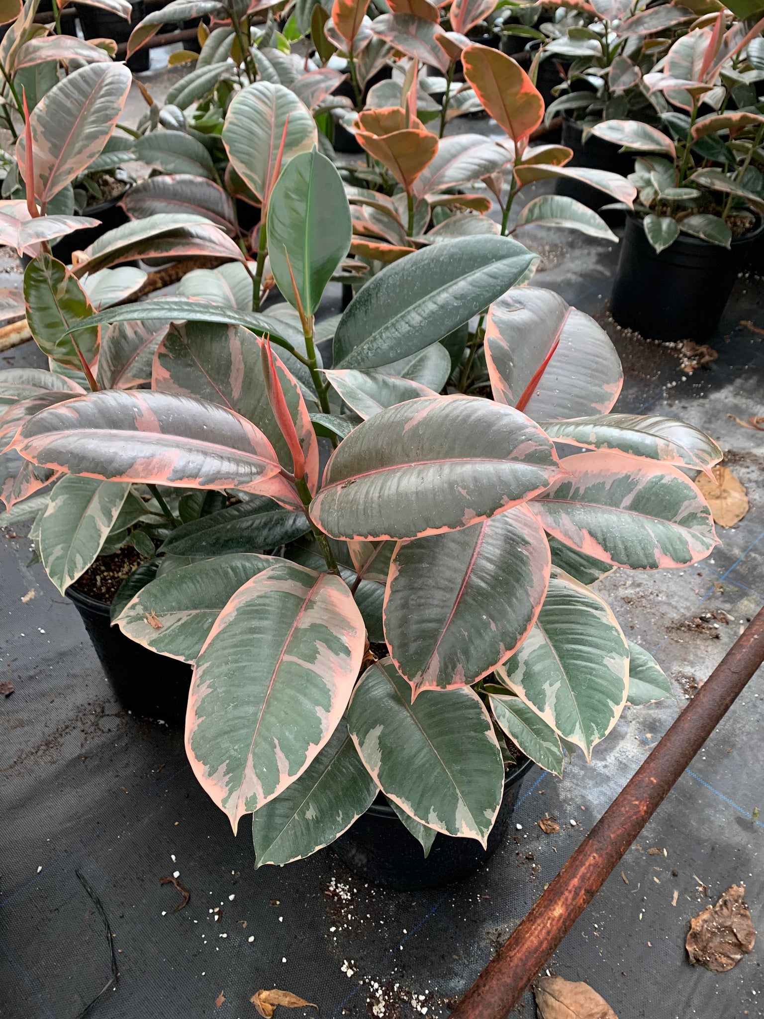 pink rubber tree plant care Ficus Ruby Ficus Elastica Pink Rubber Tree LARGE plant BAREROOT – Dose of Succulents