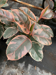 pink rubber tree for sale Ficus Ruby Ficus Elastica Pink Rubber Tree LARGE plant BAREROOT – Dose of Succulents